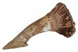 Fossil Sawfish (Onchopristis) Rostral Barb - Morocco #219879-1
